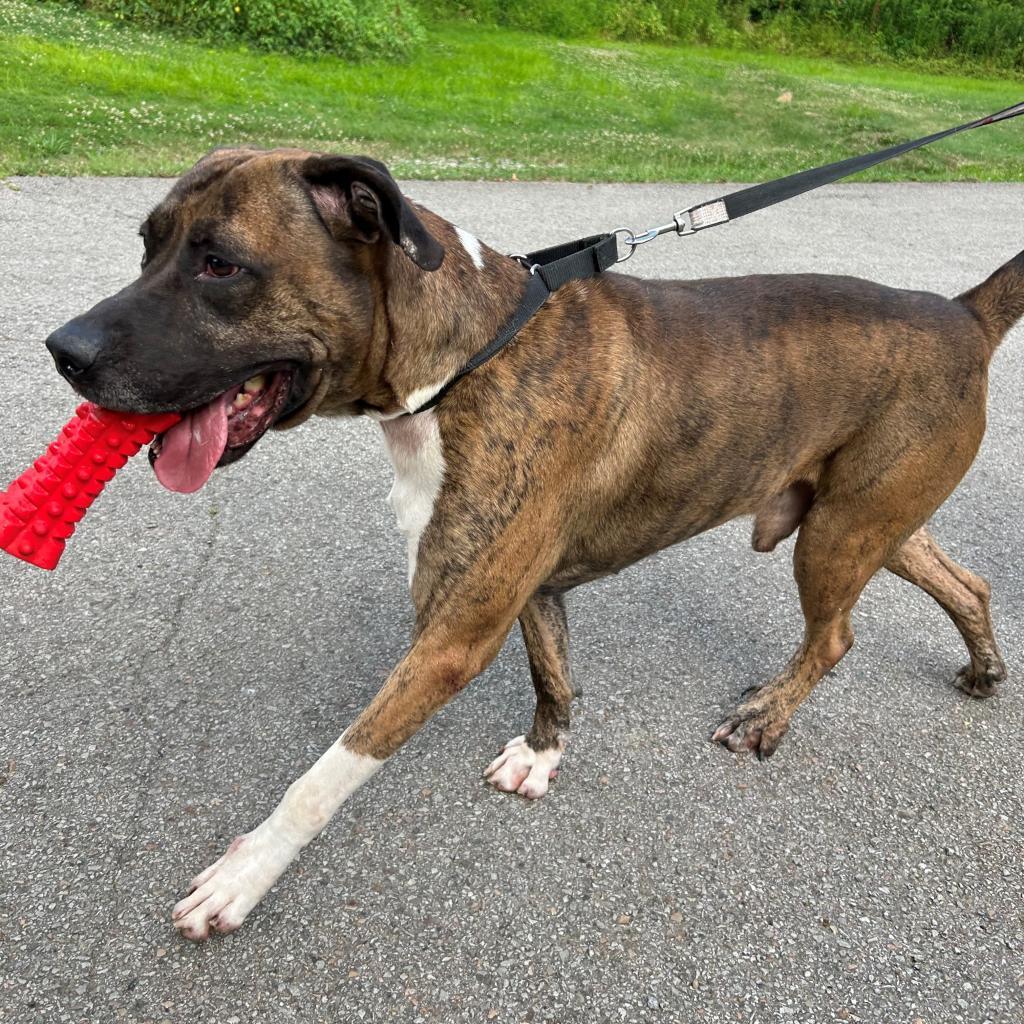 Conner, an adoptable American Bulldog in Kittanning, PA, 16201 | Photo Image 1