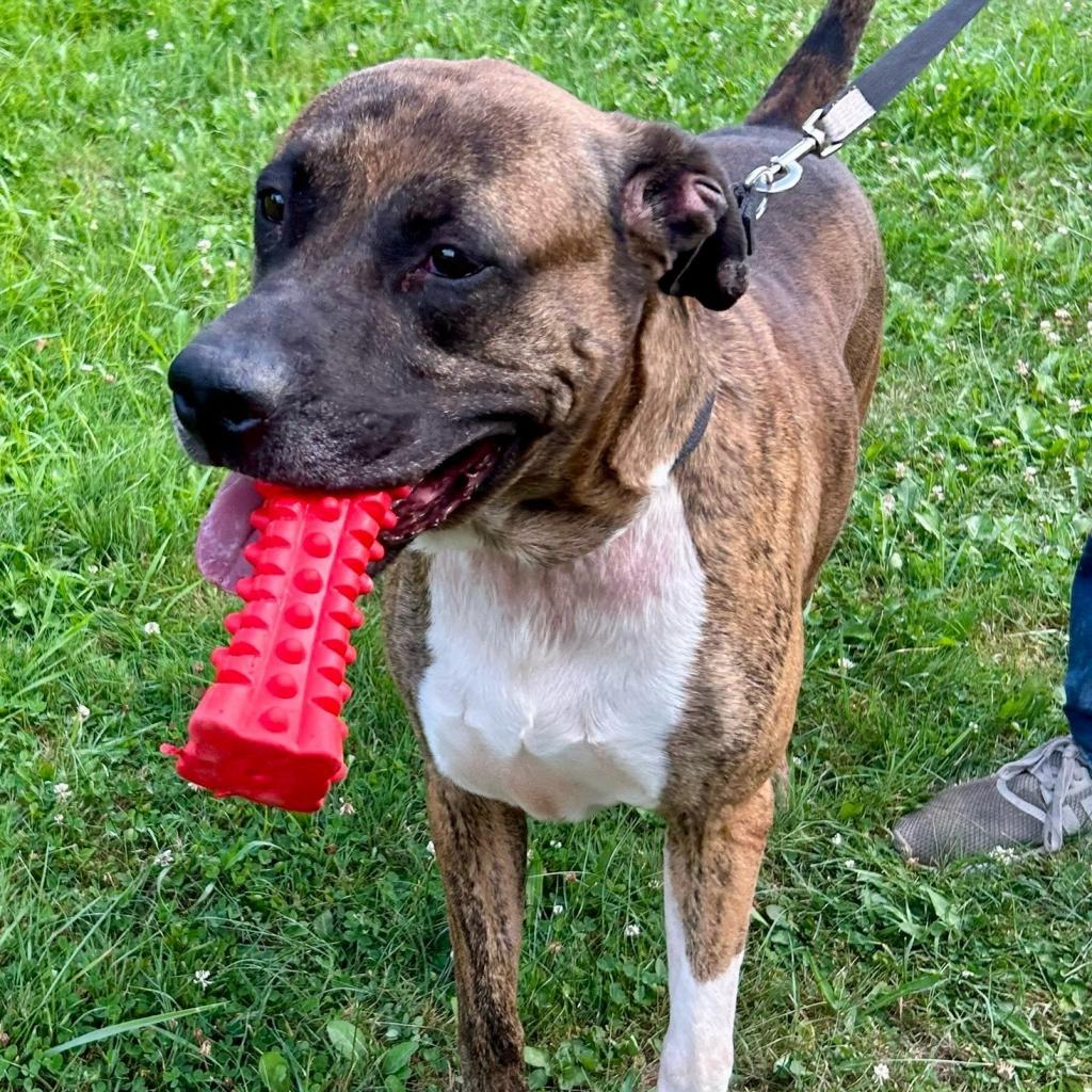 Conner, an adoptable American Bulldog in Kittanning, PA, 16201 | Photo Image 2