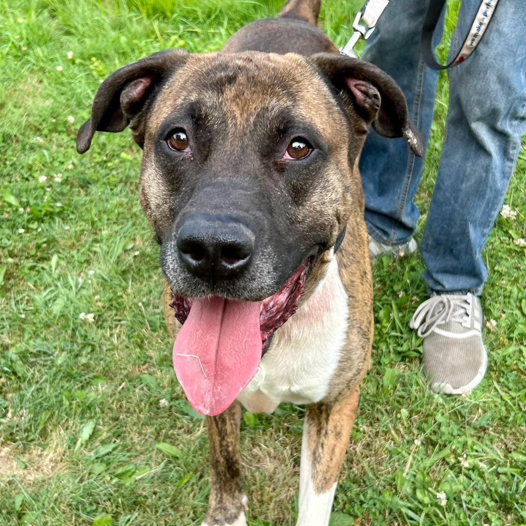 Conner, an adoptable American Bulldog in Kittanning, PA, 16201 | Photo Image 3