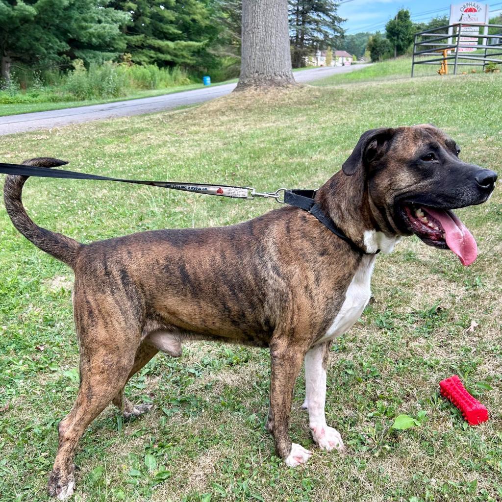 Conner, an adoptable American Bulldog in Kittanning, PA, 16201 | Photo Image 4