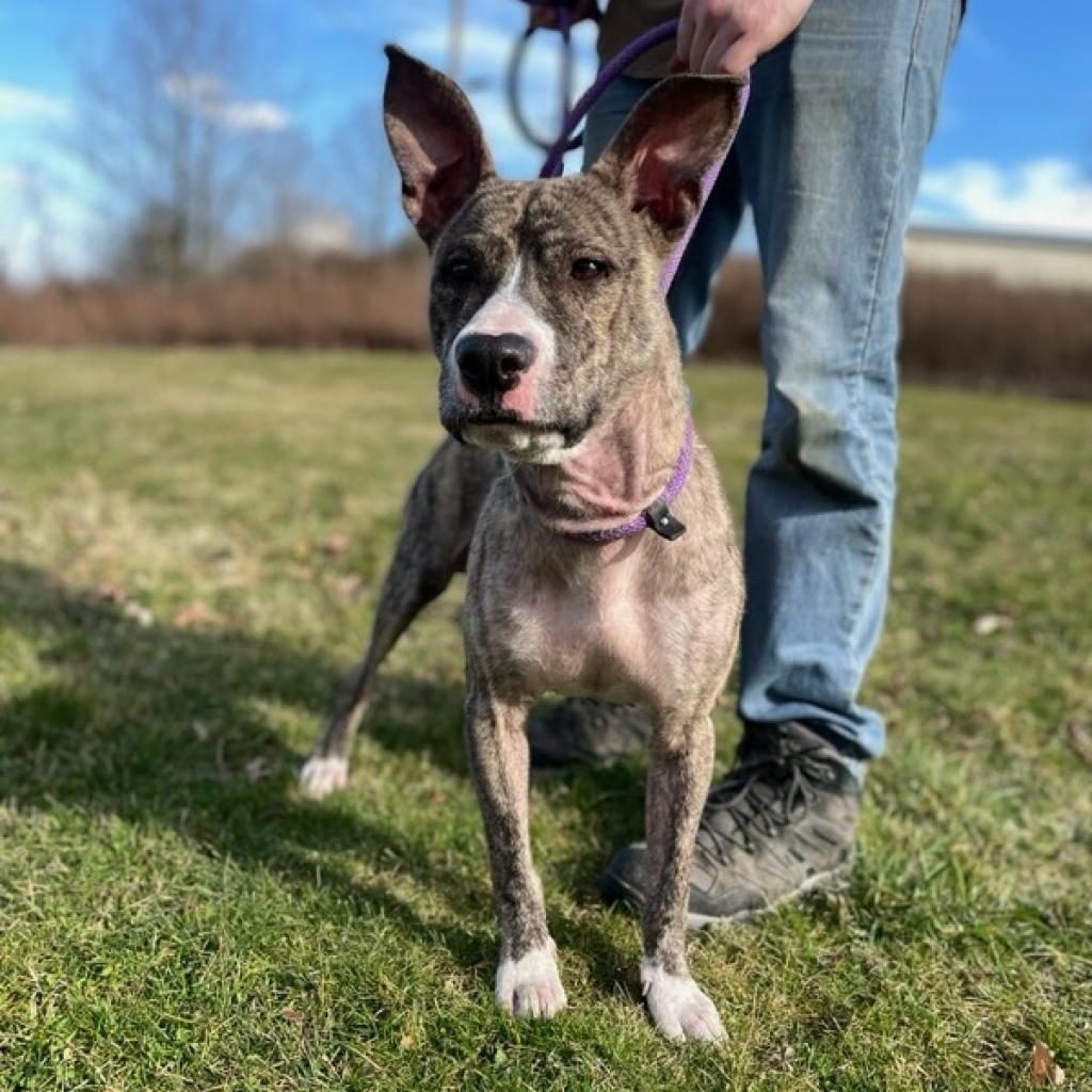 Oliver, an adoptable Pit Bull Terrier in Kittanning, PA, 16201 | Photo Image 1