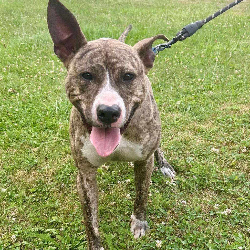 Oliver, an adoptable Pit Bull Terrier in Kittanning, PA, 16201 | Photo Image 2