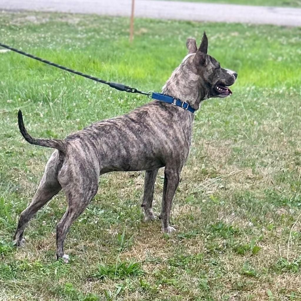 Oliver, an adoptable Pit Bull Terrier in Kittanning, PA, 16201 | Photo Image 3