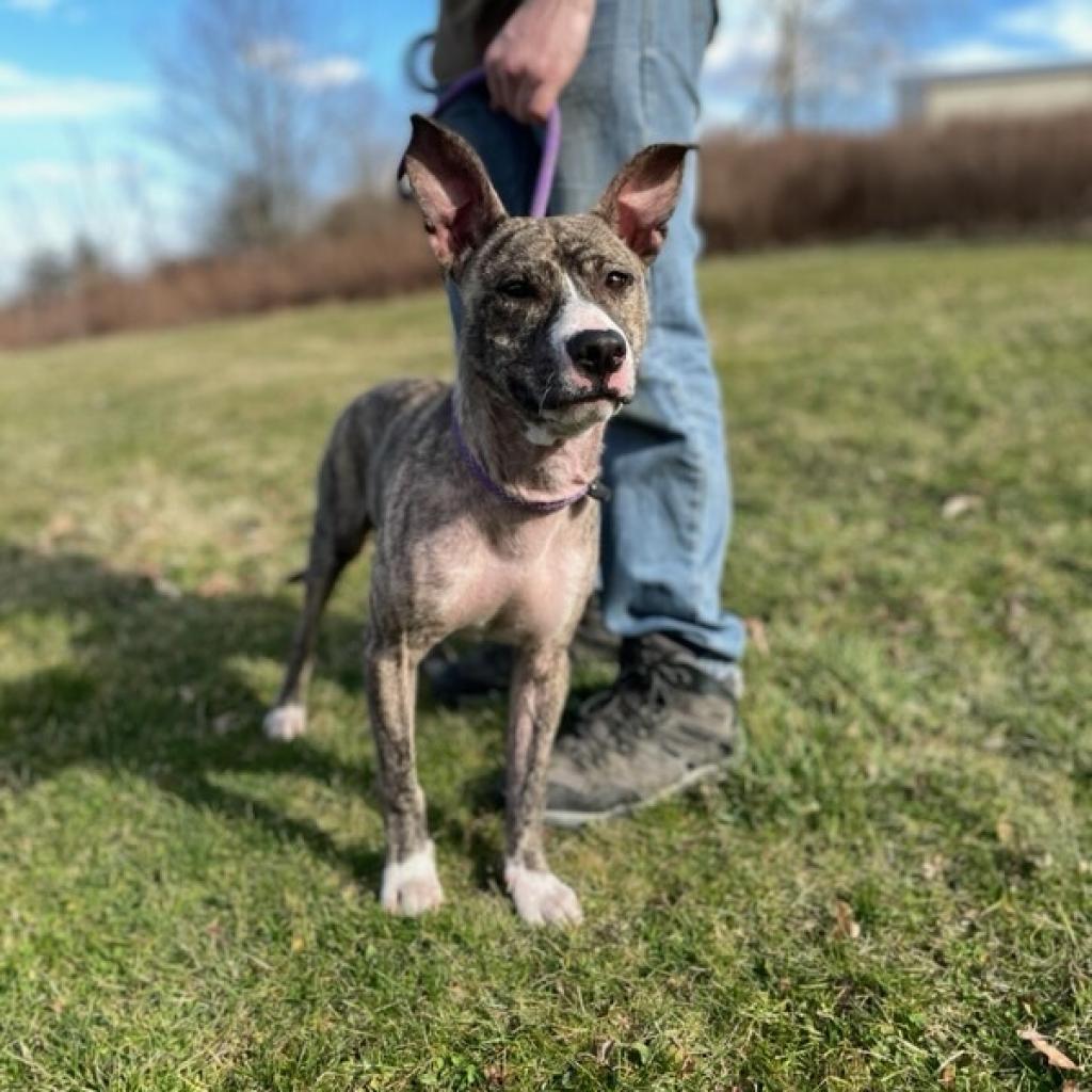Oliver, an adoptable Pit Bull Terrier in Kittanning, PA, 16201 | Photo Image 4