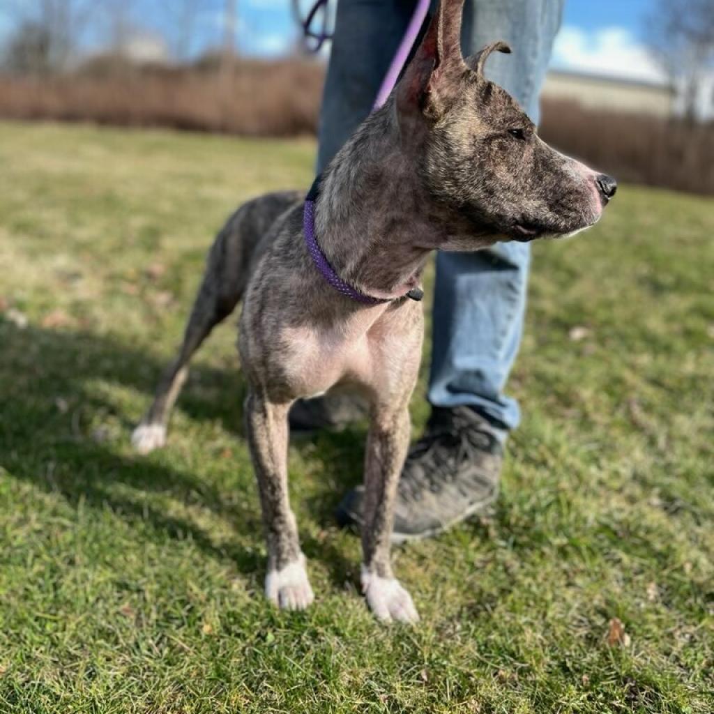 Oliver, an adoptable Pit Bull Terrier in Kittanning, PA, 16201 | Photo Image 5