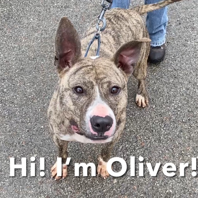 Oliver, an adoptable Pit Bull Terrier in Kittanning, PA, 16201 | Photo Image 6