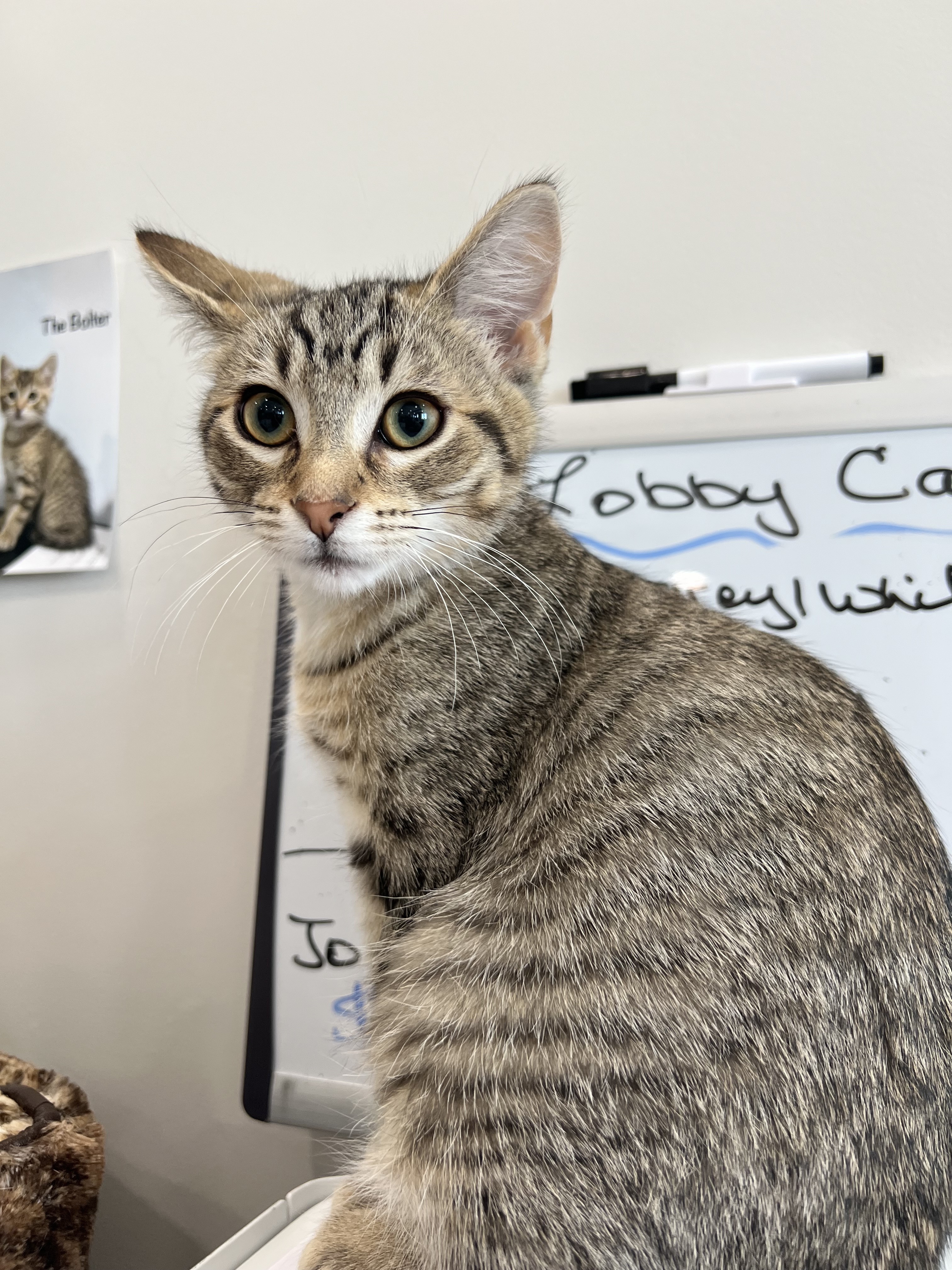 The Bolter, an adoptable Domestic Short Hair in Steinbach, MB, R5G 2B2 | Photo Image 1