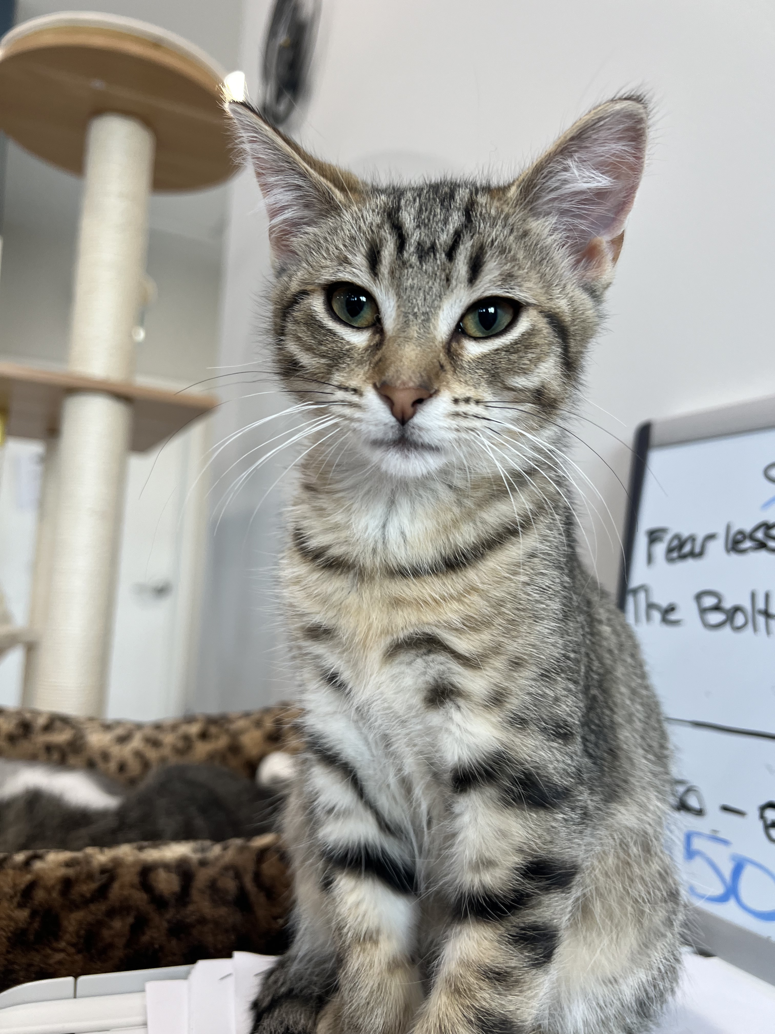 The Bolter, an adoptable Domestic Short Hair in Steinbach, MB, R5G 2B2 | Photo Image 2