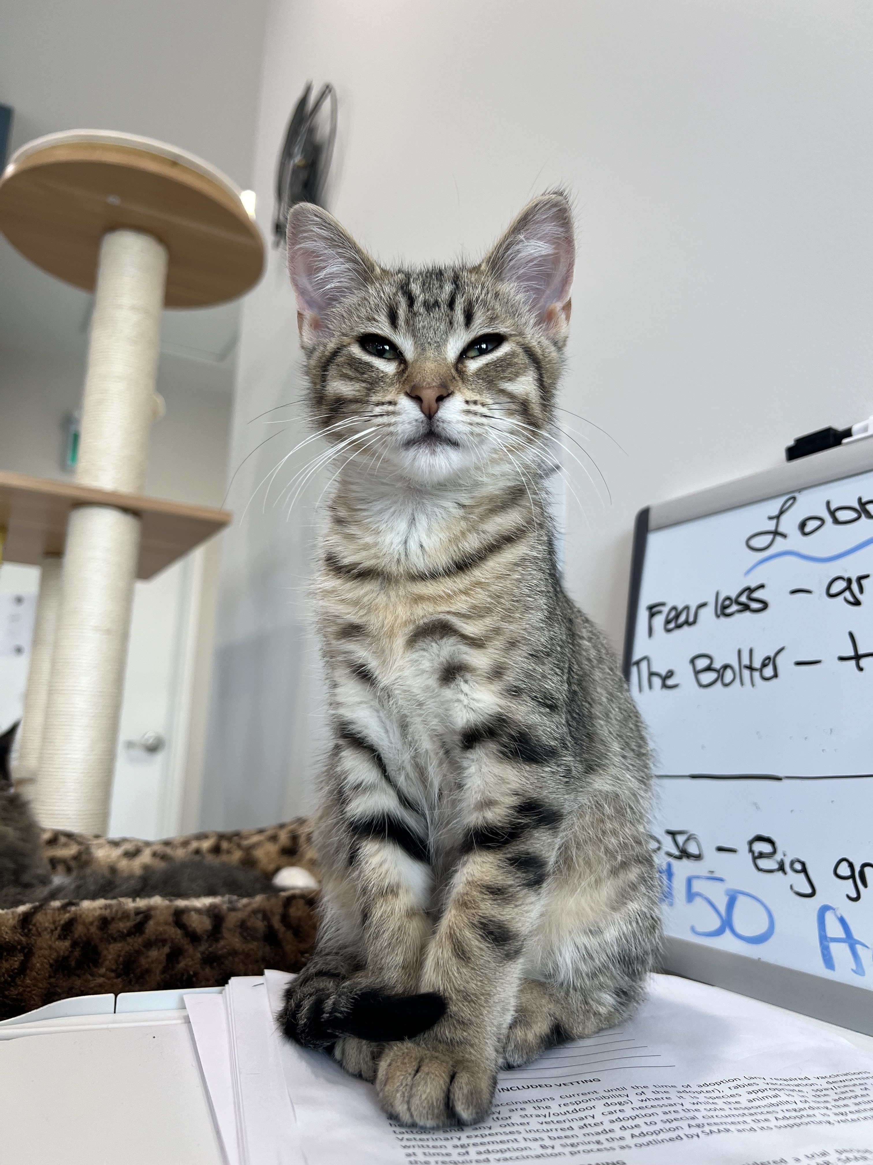 The Bolter, an adoptable Domestic Short Hair in Steinbach, MB, R5G 2B2 | Photo Image 3