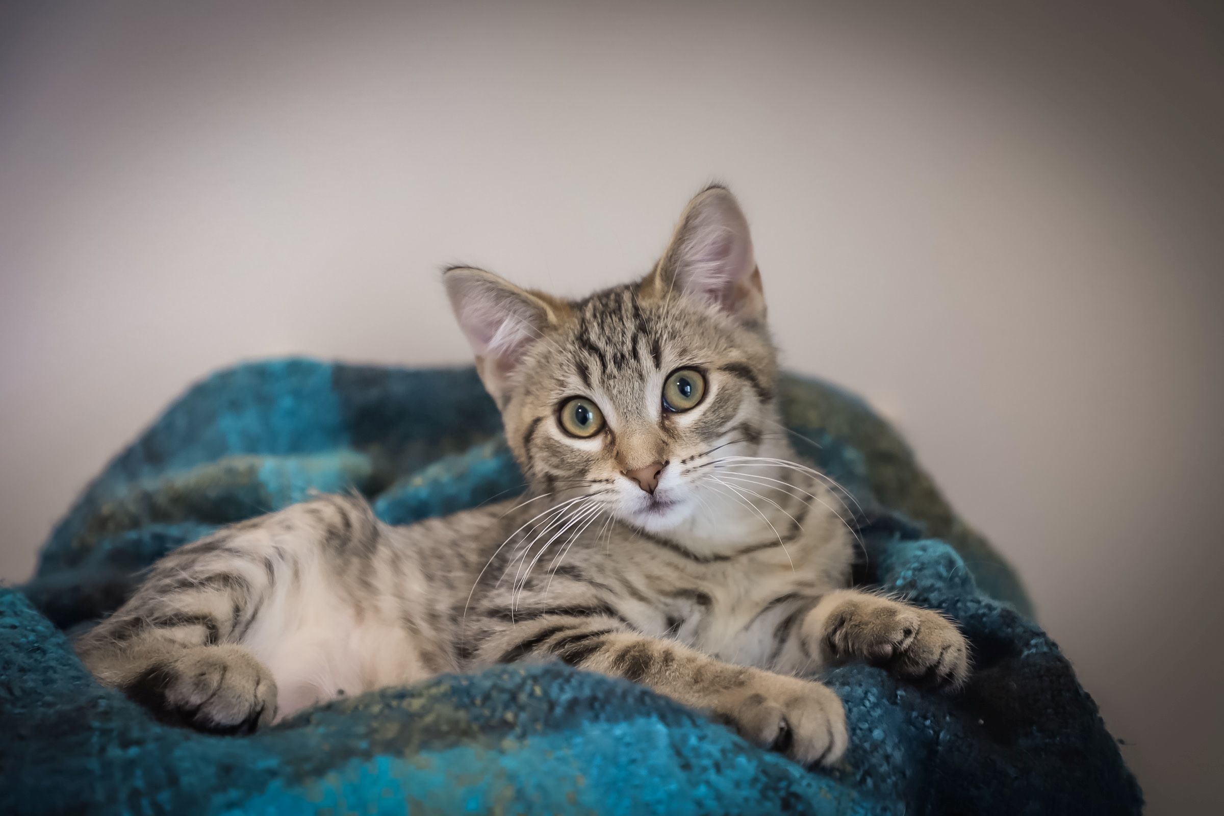 The Bolter, an adoptable Domestic Short Hair in Steinbach, MB, R5G 2B2 | Photo Image 4