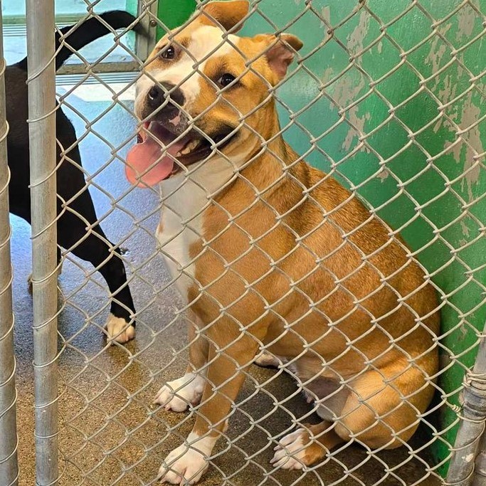 Stardust, an adoptable Pit Bull Terrier in Redding, CA, 96099 | Photo Image 3