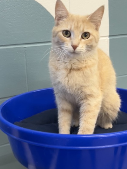 Chloe, an adoptable Domestic Short Hair in Fergus Falls, MN, 56537 | Photo Image 1