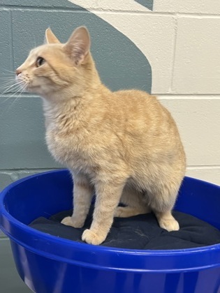 Chloe, an adoptable Domestic Short Hair in Fergus Falls, MN, 56537 | Photo Image 2