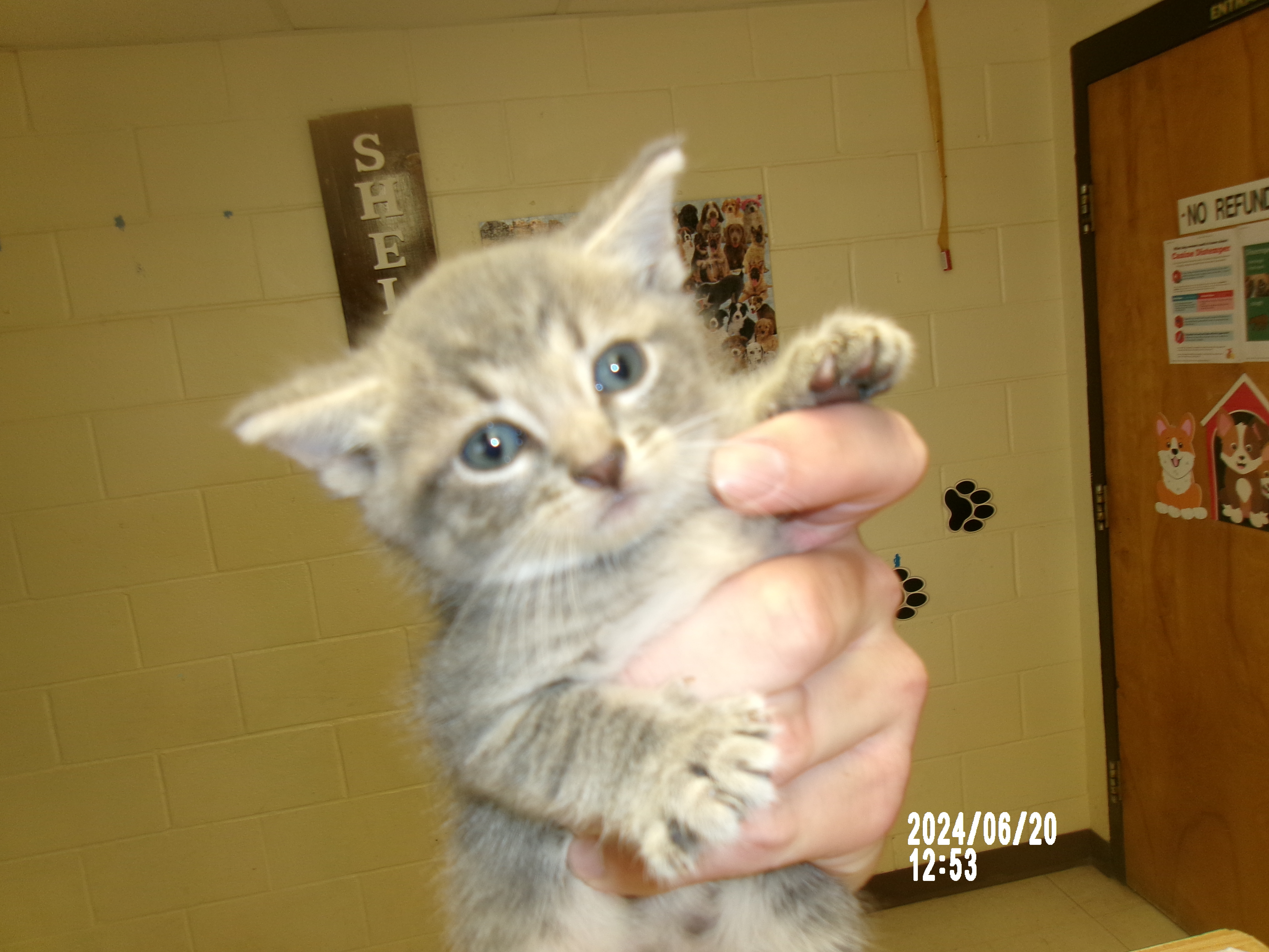 Wesson, an adoptable Domestic Short Hair in Clovis, NM, 88101 | Photo Image 1