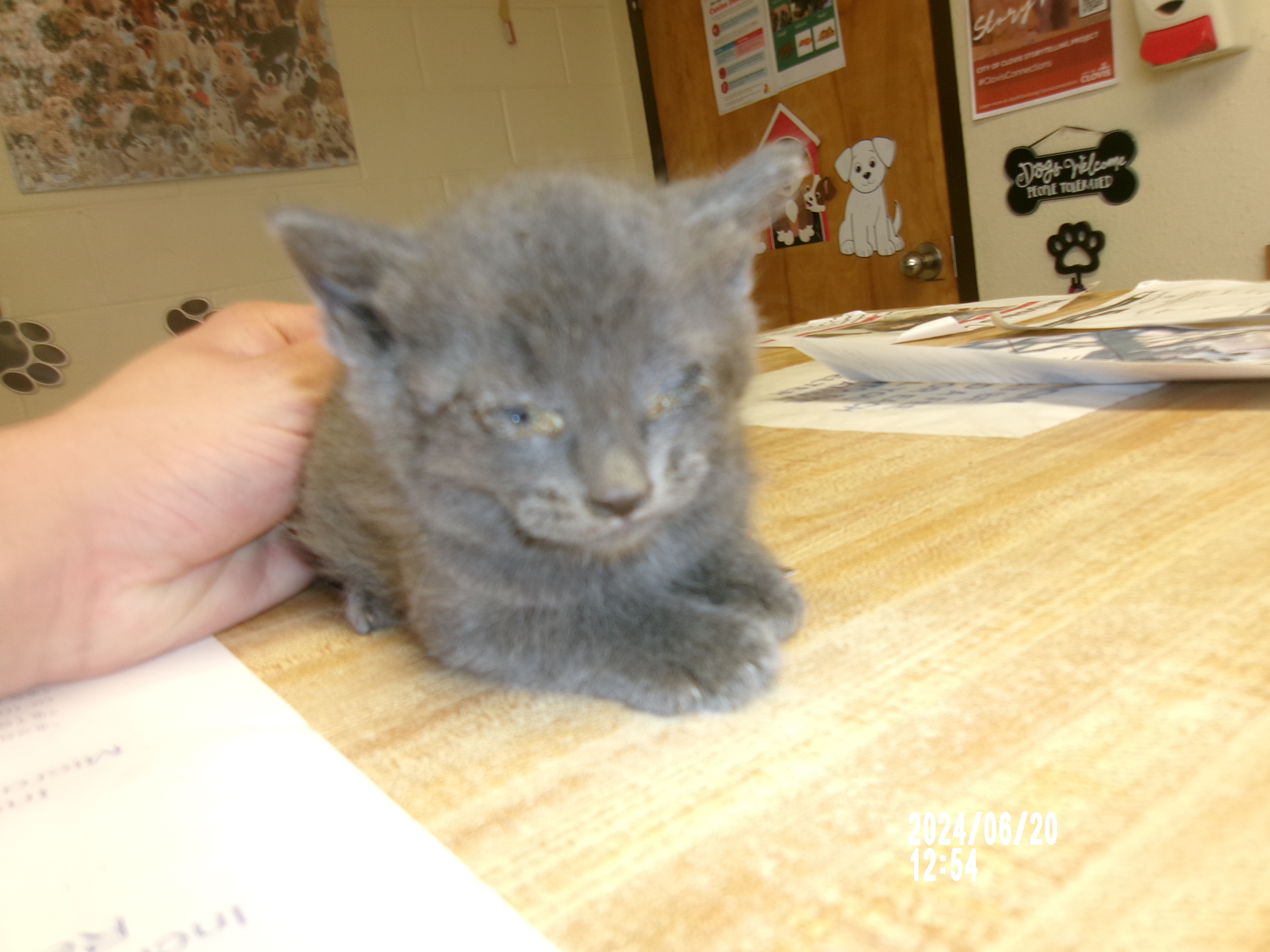 Smith, an adoptable Domestic Short Hair in Clovis, NM, 88101 | Photo Image 1