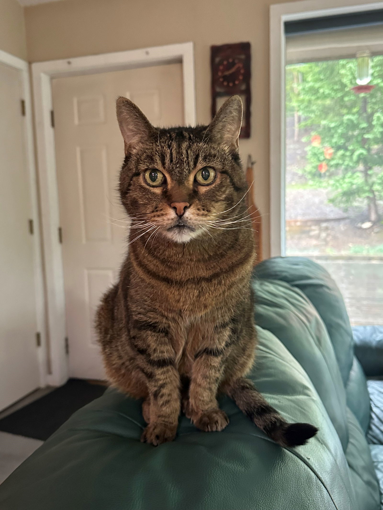 Daisy (Cat-Man-Doo), an adoptable Domestic Short Hair, Tabby in Evergreen, CO, 80437 | Photo Image 1