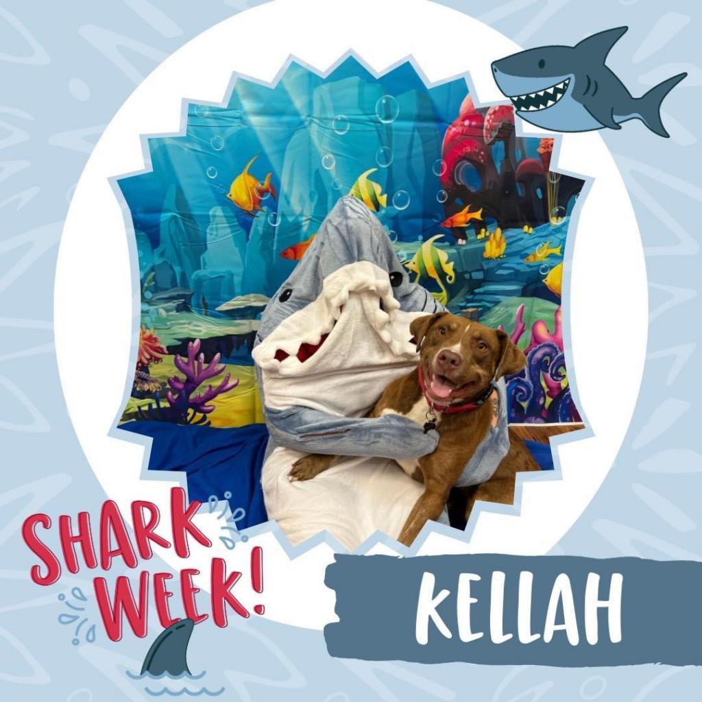 Kellah
