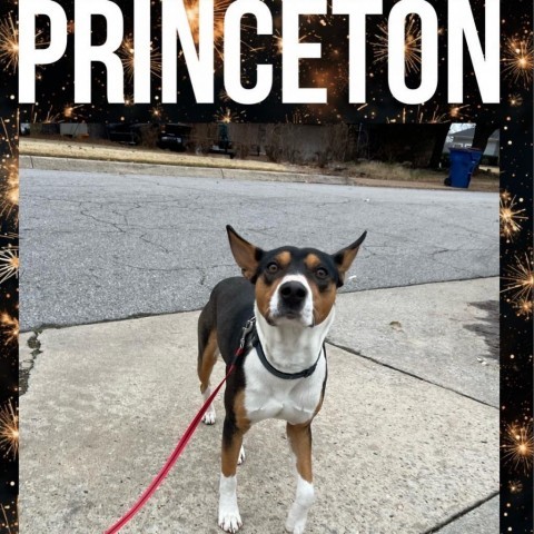 Princeton 3