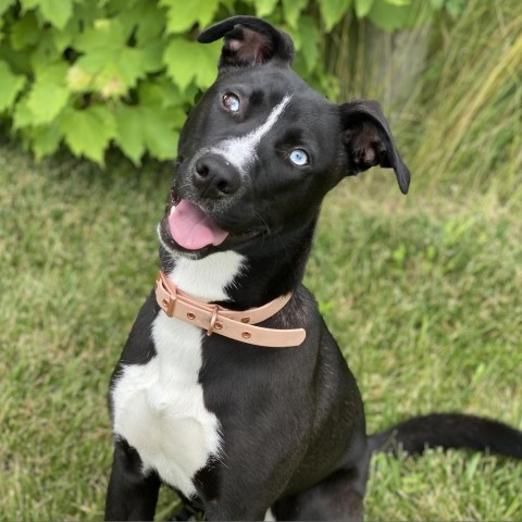 Sassy, an adoptable Husky in Decorah, IA, 52101 | Photo Image 1