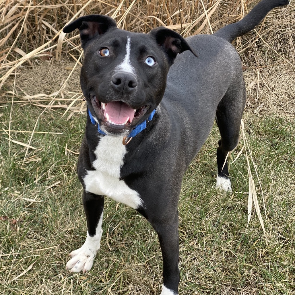 Sassy, an adoptable Husky in Decorah, IA, 52101 | Photo Image 1