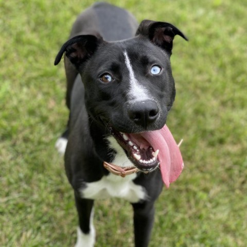 Sassy, an adoptable Husky in Decorah, IA, 52101 | Photo Image 2