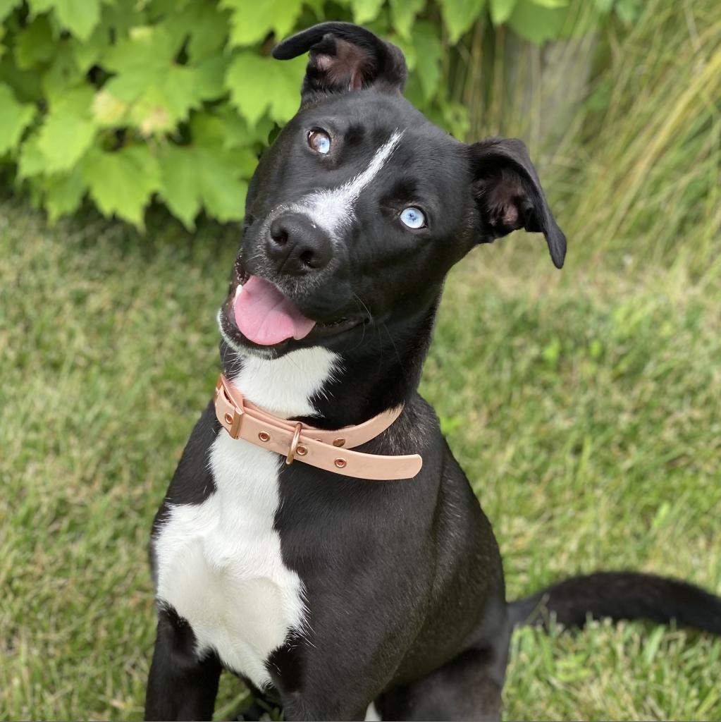 Sassy, an adoptable Husky in Decorah, IA, 52101 | Photo Image 2