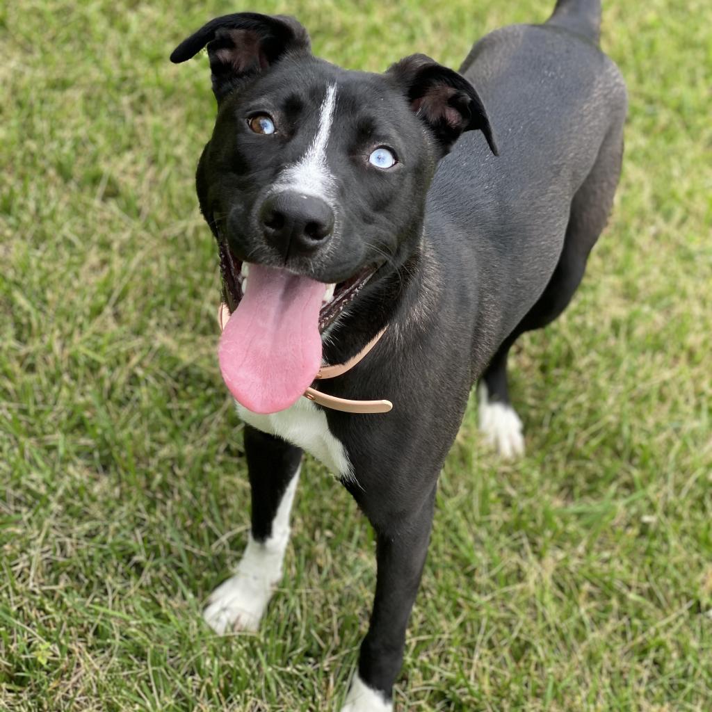 Sassy, an adoptable Husky in Decorah, IA, 52101 | Photo Image 3