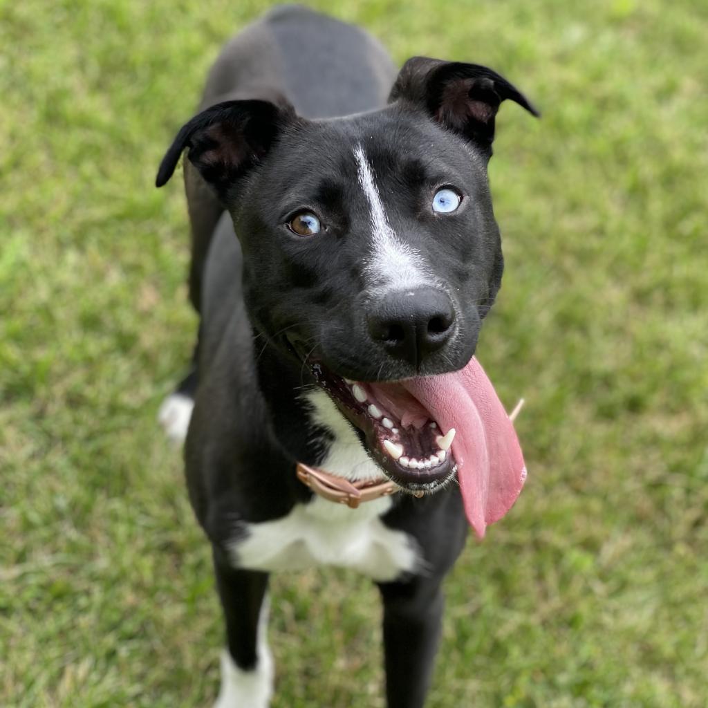 Sassy, an adoptable Husky in Decorah, IA, 52101 | Photo Image 4