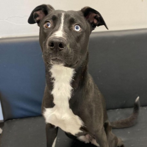 Sassy, an adoptable Husky in Decorah, IA, 52101 | Photo Image 5