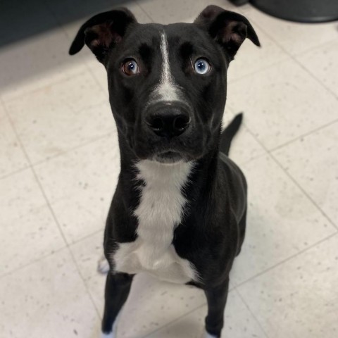 Sassy, an adoptable Husky in Decorah, IA, 52101 | Photo Image 6