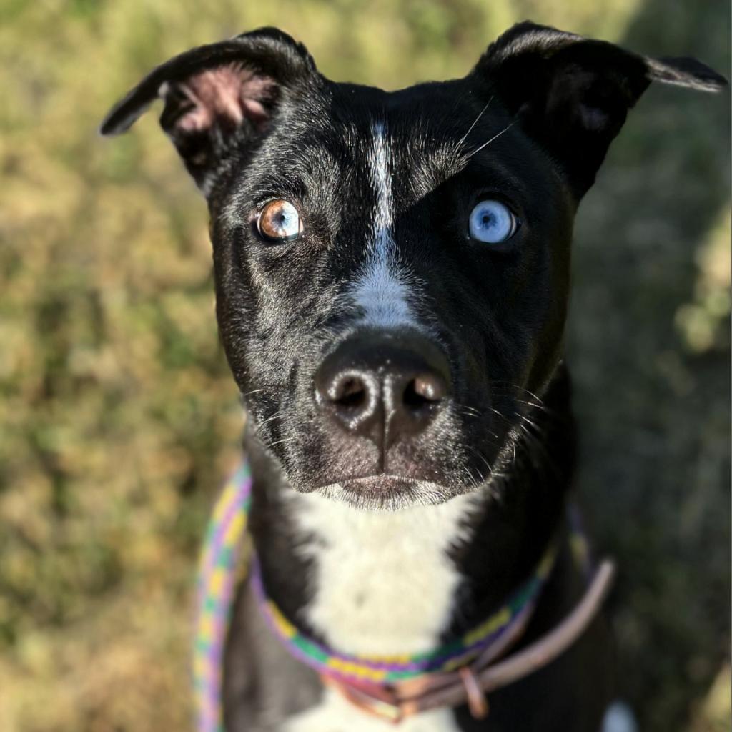 Sassy, an adoptable Husky in Decorah, IA, 52101 | Photo Image 6