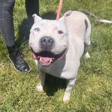 Loca, an adoptable Pit Bull Terrier in Rifle, CO, 81650 | Photo Image 1