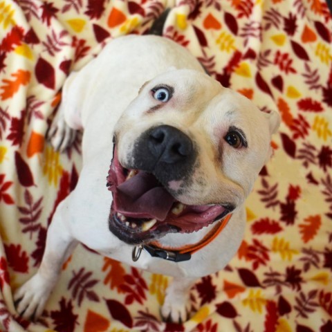 Loca, an adoptable Pit Bull Terrier in Rifle, CO, 81650 | Photo Image 1