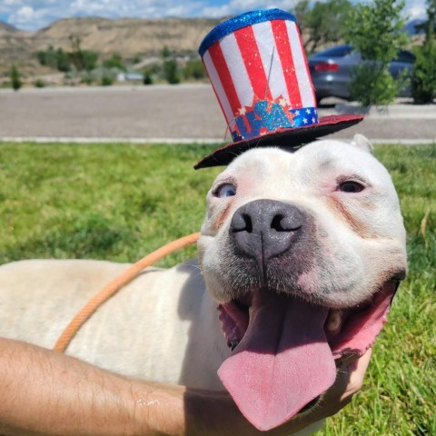 Loca, an adoptable Pit Bull Terrier in Rifle, CO, 81650 | Photo Image 2