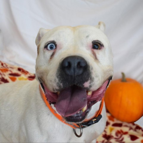 Loca, an adoptable Pit Bull Terrier in Rifle, CO, 81650 | Photo Image 2