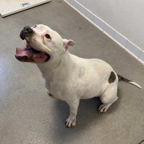 Loca, an adoptable Pit Bull Terrier in Rifle, CO, 81650 | Photo Image 3