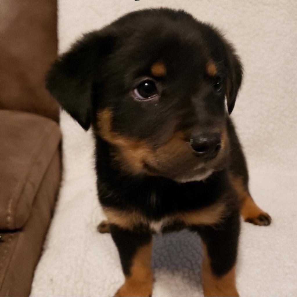 Clyde