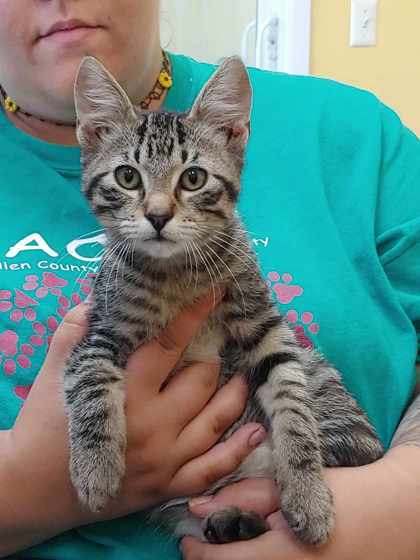 Winchester, an adoptable Domestic Short Hair in La Harpe, KS, 66751 | Photo Image 1