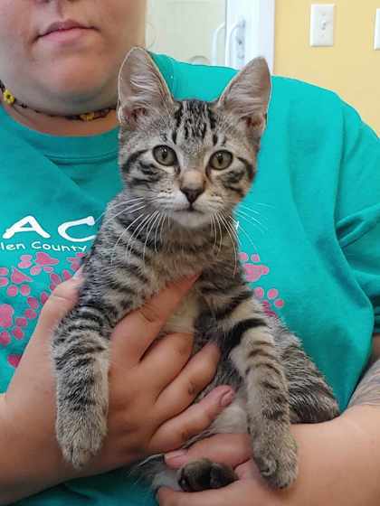 Winchester, an adoptable Domestic Short Hair in La Harpe, KS, 66751 | Photo Image 3