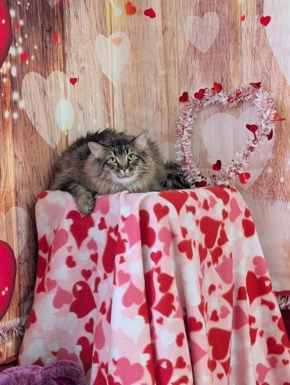Artemis, an adoptable Domestic Long Hair, Domestic Short Hair in La Harpe, KS, 66751 | Photo Image 1
