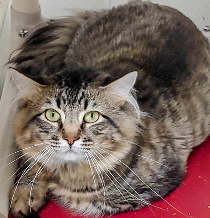 Artemis, an adoptable Domestic Long Hair, Domestic Short Hair in La Harpe, KS, 66751 | Photo Image 2