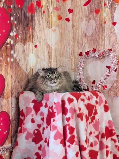 Artemis, an adoptable Domestic Long Hair, Domestic Short Hair in La Harpe, KS, 66751 | Photo Image 2