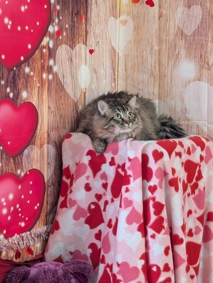 Artemis, an adoptable Domestic Long Hair, Domestic Short Hair in La Harpe, KS, 66751 | Photo Image 3