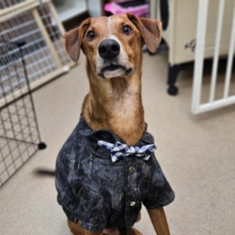 Ace, an adoptable Whippet in Corpus Christi, TX, 78415 | Photo Image 1