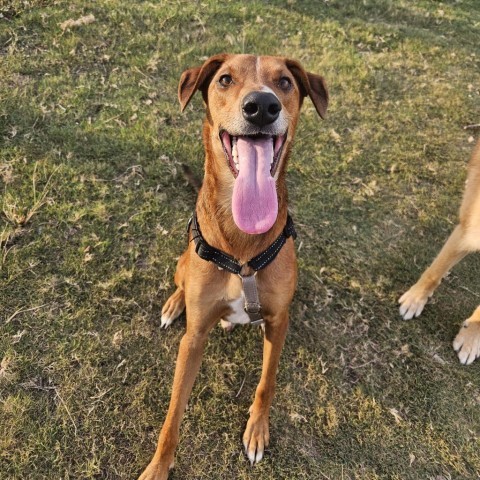 Ace, an adoptable Whippet in Corpus Christi, TX, 78415 | Photo Image 4