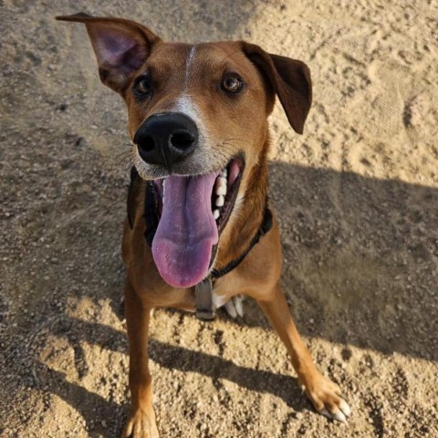 Ace, an adoptable Whippet in Corpus Christi, TX, 78415 | Photo Image 5