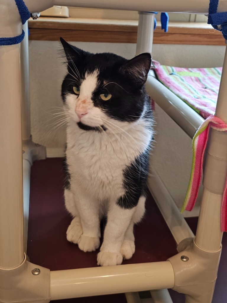 Jager, an adoptable Domestic Short Hair in Redwood Falls, MN, 56283 | Photo Image 1