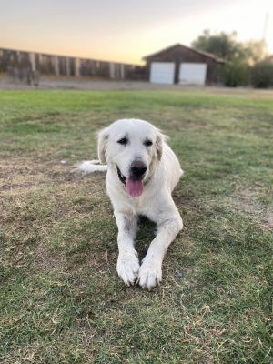 Penelope Great Pyrenees Dog