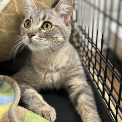 Sardines, an adoptable Domestic Short Hair in North Battleford, SK, S9A 2M7 | Photo Image 1