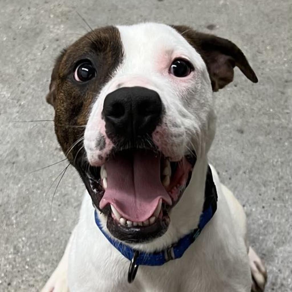 Mickey, an adoptable Mixed Breed in South Haven, MI, 49090 | Photo Image 1